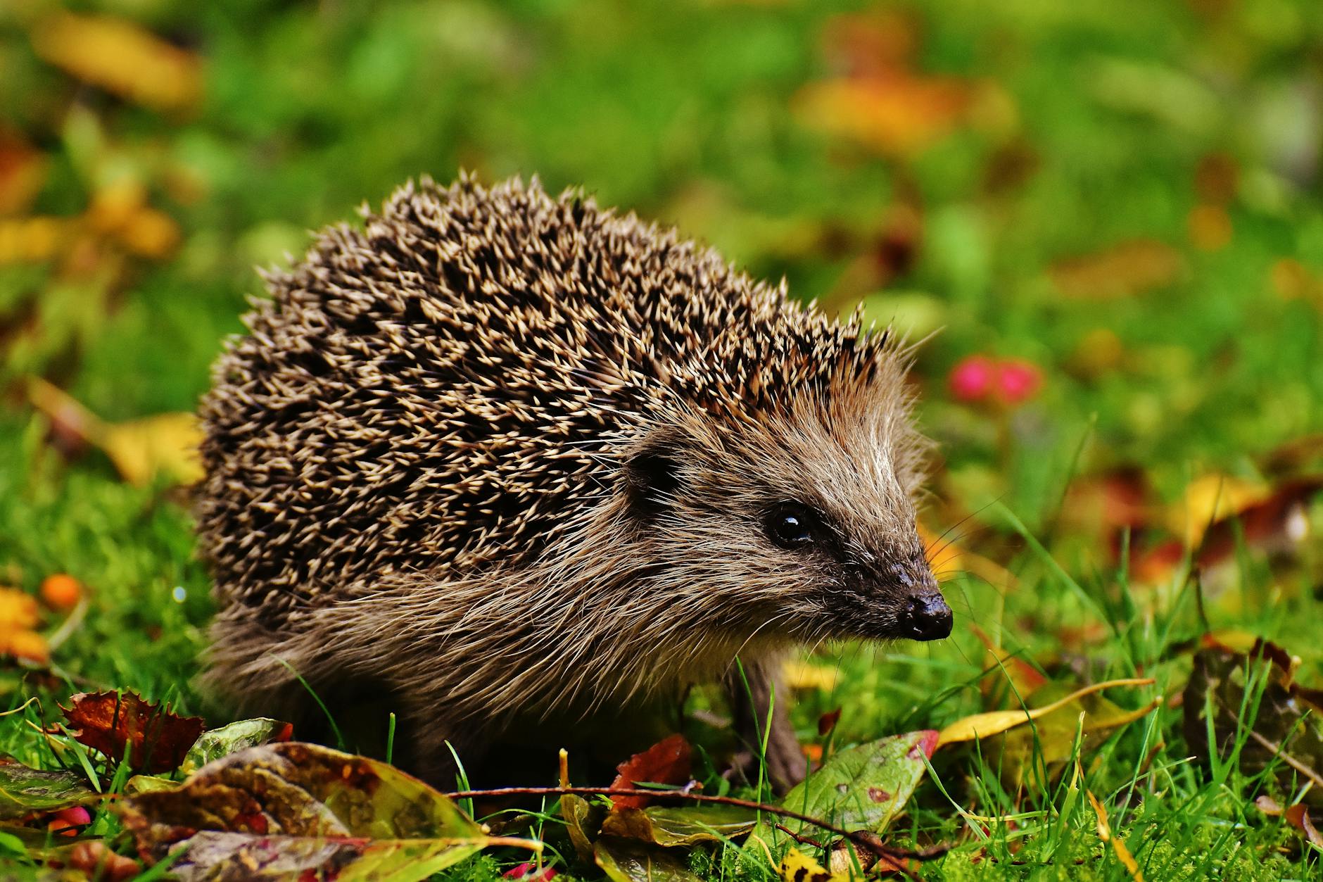 hedgehog on grass