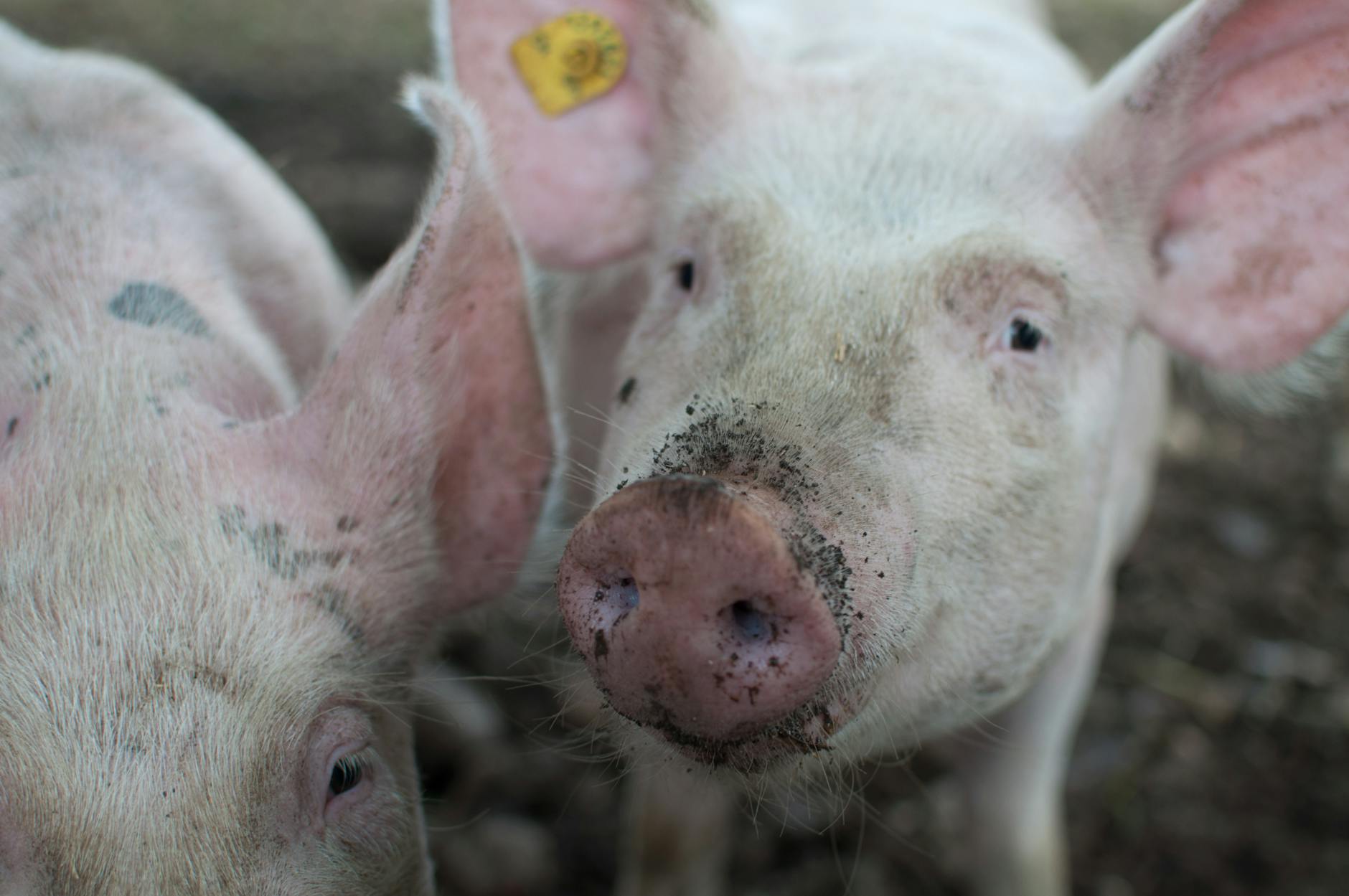close photo of pig